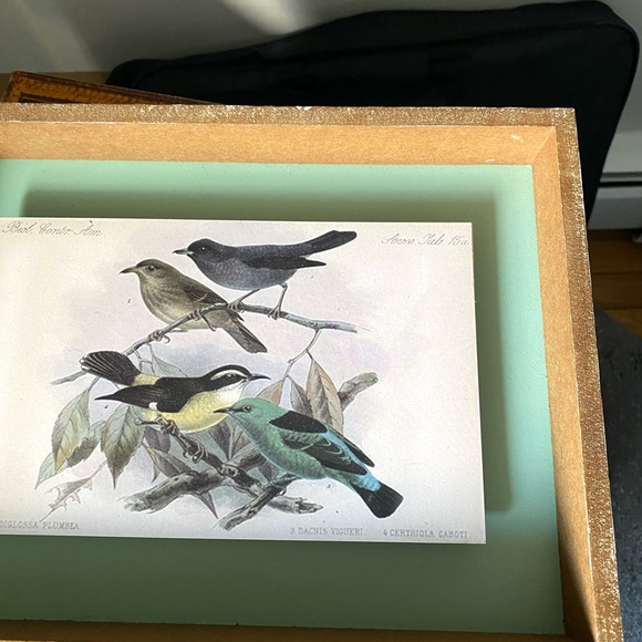 Vintage Style Framed Bird Art Illustrations Set, 2 Piece - Picture 4 of 12